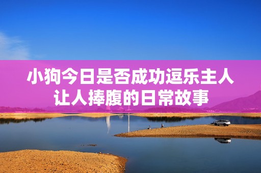 小狗今日是否成功逗乐主人让人捧腹的日常故事